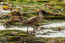 Marbled Godwit Pauses Among Patches Of Eelgrass At Low Tide In Laguna Beach, California. 
