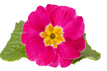 Spring Flower Of Pink Primula On White Background