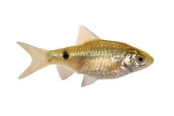 Canvas Print - Rosy Barb Female Pethia conchonius freshwater tropical aquarium fish 