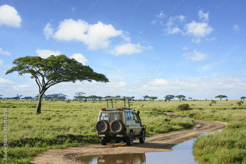 Safari landscape in Serengeti grassland - obrazy, fototapety, plakaty 