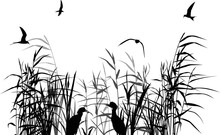 Heron Between Black And Grey Reed Silhouettes Isolated On White