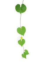 Heart Shaped Greenery Leaves Tropical Wild Vine With Tiny White Flower Isolated On White Background, Clipping Path Included.