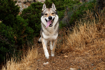  Czech Wolfdog in Sardinia, Italy