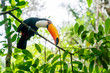 prächtiger Tukan im Bolivianischen Amazonas-Regenwald