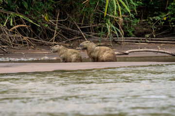 Capibaras im Bolivianischen Amazonas-Regenwald