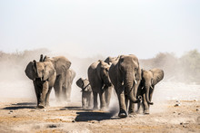 A Herd Of Elephants Approaches A Waterhole In Etosha National Park. Northrtn Namibia, Africa.