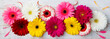 Colorful gerbera flowers on white wooden background. Top view. Copy space