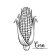 Hand drawn corn icon.