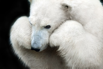 White bear portrait close up isolated on black background