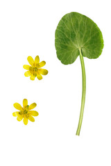 Wall Mural - Pressed and dried yellow ficaria verna flowers, isolated
