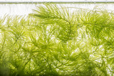 Ceratophyllum demersum - an aquarium plant
