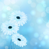 Fototapeta Kwiaty - spring blue blurred background with gerbera flower