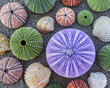 © Dimitrios - violet and other colorful sea urchins and shells on wet sand beach