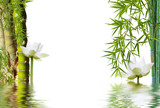 Fototapeta Sypialnia - composition aquatique zen, bambou à noeud et lotus