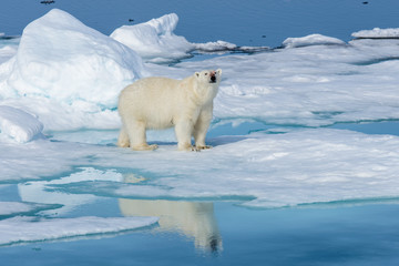 Wall Mural - Polar bear on the ice