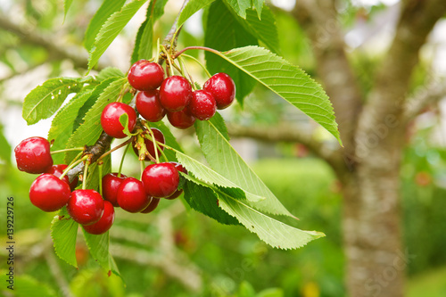 Fotomural Cherries hanging on a cherry tree branch.