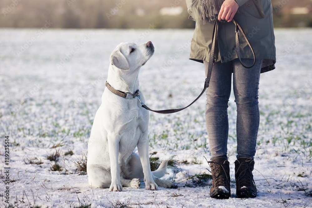 weier schner labrador retrriever hund mit halsband und leine sitzend  neben frau Stock Photo | Adobe Stock
