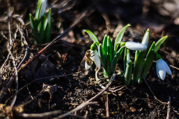 Bee found in early spring snowdrops