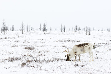 reindeer grazes in the tundra nearby of polar circle at a frosty winter day.