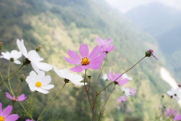 Wall Mural - Beautiful cosmos flower