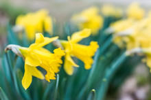 Many Open Yellow Daffodils Closeup