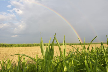  Rainbow over a field during summer