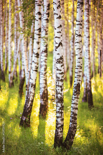 Naklejka - mata magnetyczna na lodówkę summer in sunny birch forest