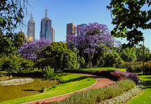 Jacaranda In The Royal Botanic Gardens Melbourne