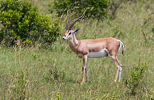 Gazelle On The Masai Mara National Reserve, Kenya