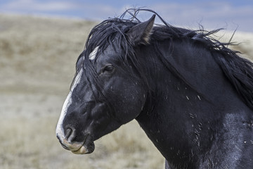 Wall Mural - horse portrait
