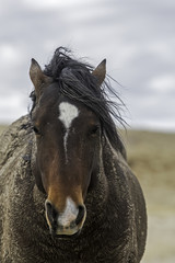 Wall Mural - horse portrait