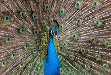 Closeup Portrait Of Beautiful Peacock