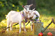 Portrait of two beautiful young goats in nature