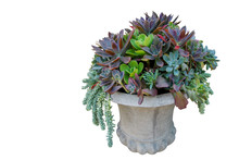 Floral Bouquet Style Of Succulents Centerpiece Or Succulent Plants Garden In Concrete Planter Isolated On White Background, Clipping Path Included.