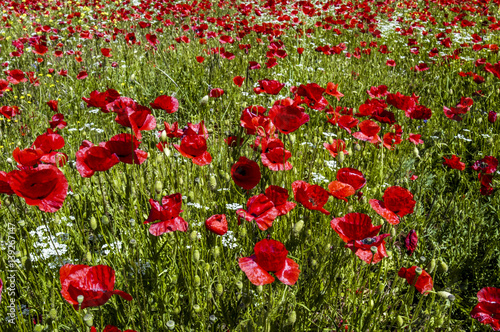 Cuadros en Lienzo Corn poppy in blossom, Slovenia, Southern Slovenia