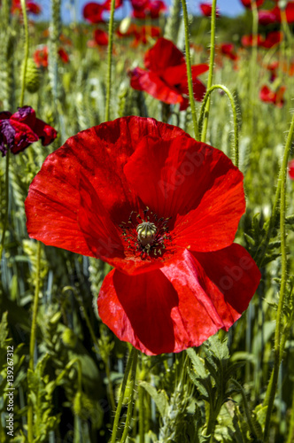 Fotografía Corn poppy in blossom, Croatia, Istria