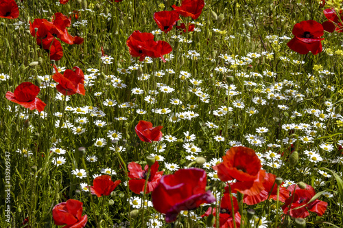 Fotomural Corn poppy in blossom, Slovenia, Southern Slovenia