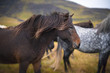 Beautiful Icelandic horse in Iceland.