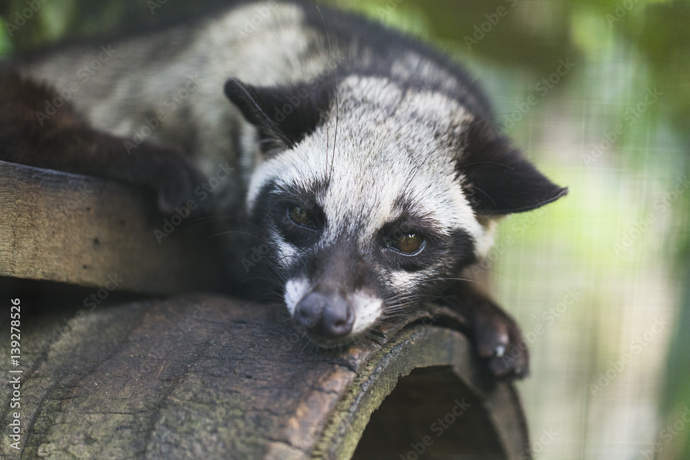Asian Palm Civet / animal who produce coffee Kopi luwak Stock Photo | Adobe  Stock