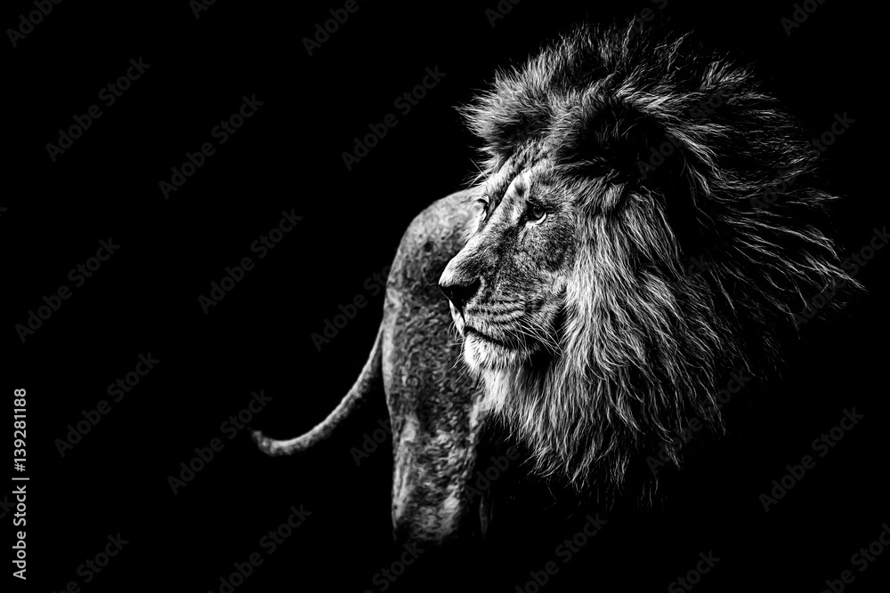 Löwe in schwarz und weiß  - obrazy, fototapety, plakaty 