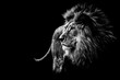 canvas print picture - Löwe in schwarz und weiß 