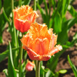 Breeding orange fringed Tulip (Tulipa). The Sort Of 