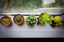 Row Of Cactus Beside Window