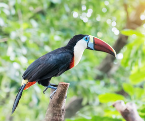 Wall Mural - Great hornbill in rainforest