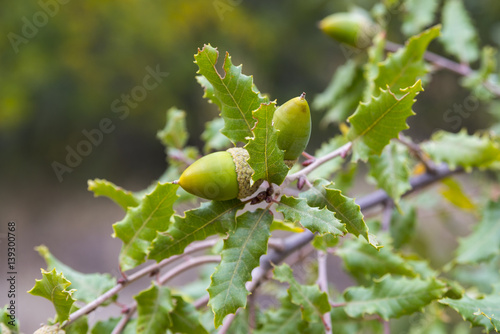 Cuadros en Lienzo Foliage and acorns of Gall Oak, Quercus faginea