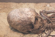 Skull and part of the alien body. Humanoid, fossilized alien old excavations archaeologist.