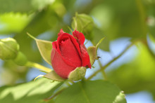 Fresh , Red Rose In The Garden