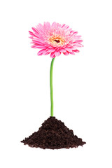 Wall Mural - beautiful pink gerbera daisy flower grouth in soil isolated on white