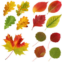 Wall Mural - set of autumn leaves, isolate.