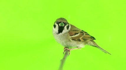 Canvas Print - sparrow  isolations on a green  screen